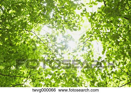 Stock Photograph - Green leaves. Fotosearch