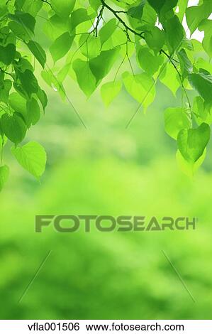 Stock Photograph - Green leaves. Fotosearch