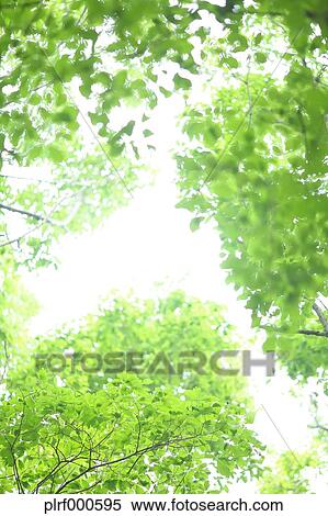 Stock Photography - Green leaves. Fotosearch
