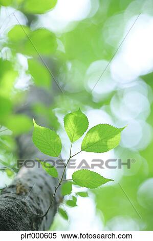 Green leaves View Large Photo Image Stock Photography - Green leaves. Fotosearch
