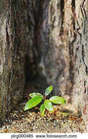 Green leaves View Large Photo Image Stock Photography - Green leaves. Fotosearch