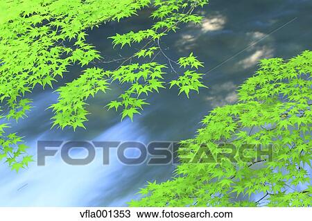 Green maple leaves and water stream View Large Photo Image Stock Image - Green maple leaves and water stream. Fotosearch