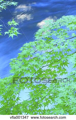 Green maple leaves and water stream View Large Photo Image Stock Photo - Green maple leaves and water stream. Fotosearch