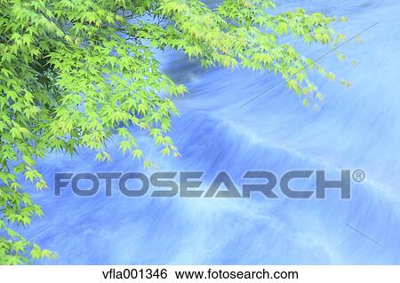 Green maple leaves and water stream View Large Photo Image Stock Photograph - Green maple leaves and water stream. Fotosearch