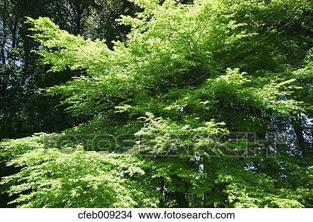 Green maple leaves View Large Photo Image Picture - Green maple leaves. Fotosearch