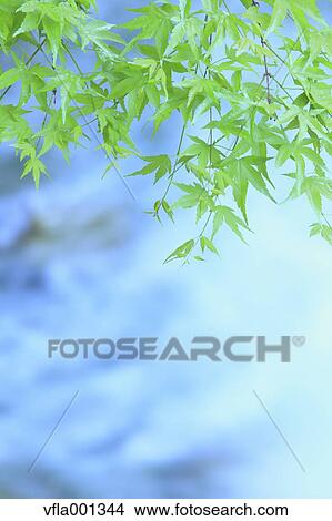 Green maple leaves View Large Photo Image Picture - Green maple leaves. Fotosearch