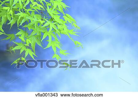 Green maple leaves View Large Photo Image Stock Image - Green maple leaves. Fotosearch