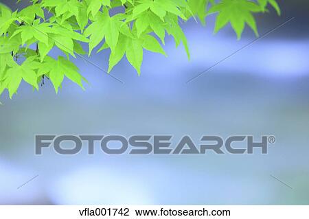Green maple leaves View Large Photo Image Stock Image - Green maple leaves. Fotosearch