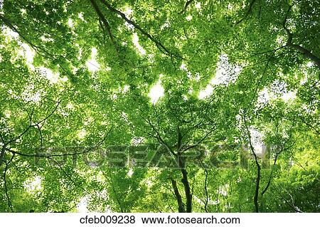 Stock Photo - Green maple leaves. Fotosearch