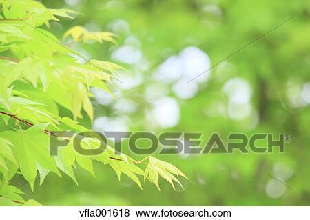 Green maple leaves View Large Photo Image Stock Photo - Green maple leaves. Fotosearch