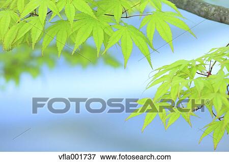 Green maple leaves View Large Photo Image Stock Photo - Green maple leaves. Fotosearch
