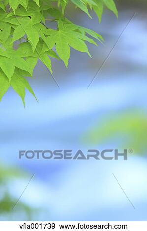 Green maple leaves View Large Photo Image Stock Photo - Green maple leaves. Fotosearch