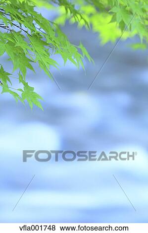 Green maple leaves View Large Photo Image Stock Photo - Green maple leaves. Fotosearch