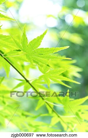 Stock Photo - Green maple leaves. Fotosearch