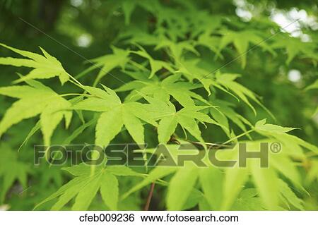 Green maple leaves View Large Photo Image Stock Photograph - Green maple leaves. Fotosearch