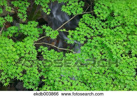 Green maple leaves View Large Photo Image Stock Photograph - Green maple leaves. Fotosearch