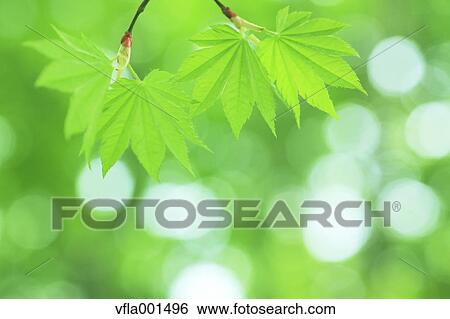 Green maple leaves View Large Photo Image Stock Photograph - Green maple leaves. Fotosearch