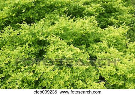 Green maple leaves View Large Photo Image Stock Photography - Green maple leaves. Fotosearch