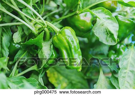 Stock Photography - Green pepper. Fotosearch