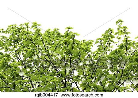 Handkerchief Tree View Large Photo Image Stock Photo - Handkerchief Tree. Fotosearch