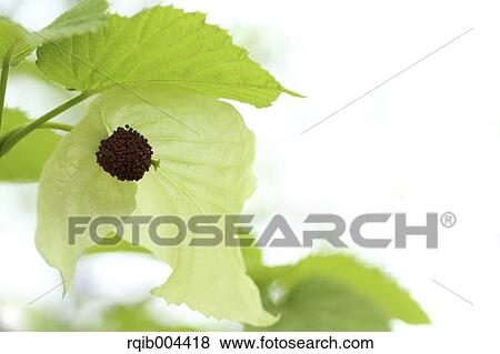 Handkerchief Tree View Large Photo Image Stock Photo - Handkerchief Tree. Fotosearch