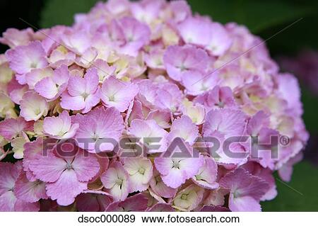 Hydrangea flowers View Large Photo Image Stock Photo - Hydrangea flowers. Fotosearch