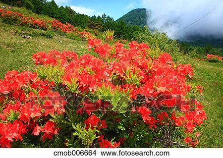 Japanese Azalea flowers View Large Photo Image Picture - Japanese Azalea flowers. Fotosearch