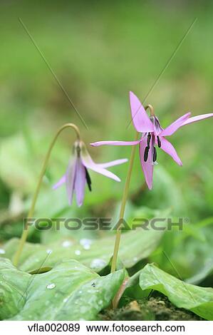 Japanese dogs tooth violet flowers View Large Photo Image Stock Photo - Japanese dogs tooth violet flowers. Fotosearch