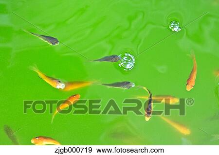 Japanese killifishes View Large Photo Image Stock Photo - Japanese killifishes. Fotosearch