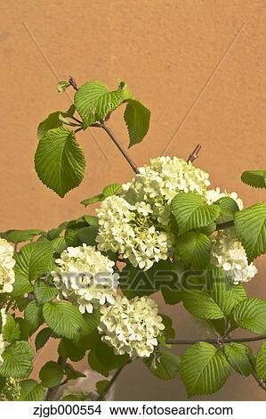 Picture - Japanese snowball flowers. Fotosearch