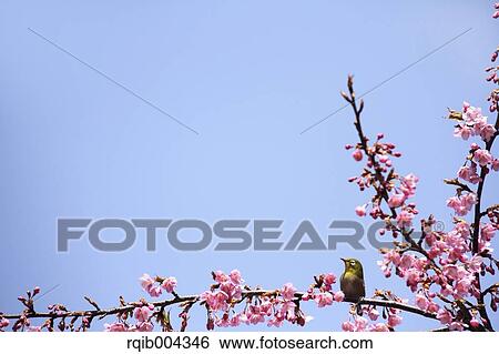 Stock Photograph - Japanese White Eye and cherry blossoms. Fotosearch