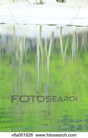 Jizou Swamp, Yamagata Prefecture View Large Photo Image Stock Photograph - Jizou Swamp, Yamagata Prefecture. Fotosearch