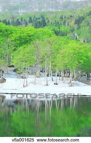 Stock Photography - Jizou Swamp, Yamagata Prefecture. Fotosearch