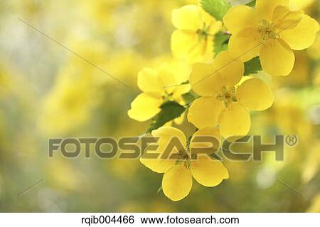 Kerria View Large Photo Image Stock Photograph - Kerria. Fotosearch