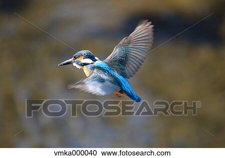 Kingfisher flying View Large Photo Image Stock Image - Kingfisher flying. Fotosearch