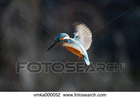 Kingfisher flying View Large Photo Image Stock Image - Kingfisher flying. Fotosearch