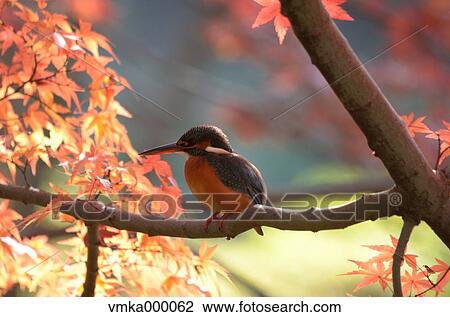Kingfisher View Large Photo Image Stock Image - Kingfisher. Fotosearch