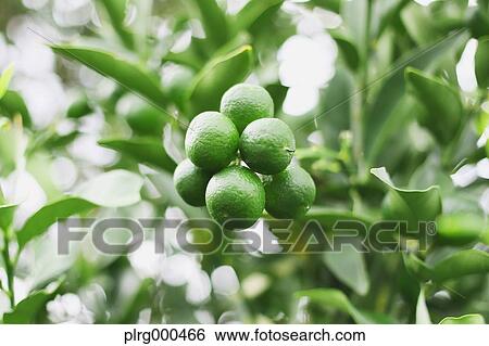 Kumquats View Large Photo Image Stock Photograph - Kumquats. Fotosearch