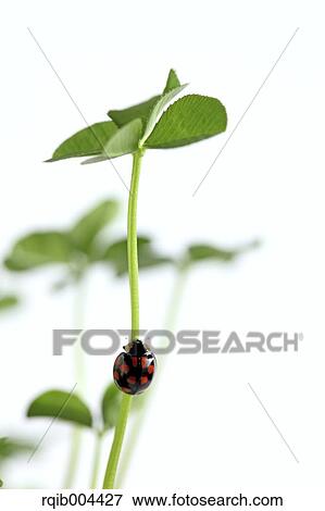 Stock Photo - Ladybug and clover. Fotosearch