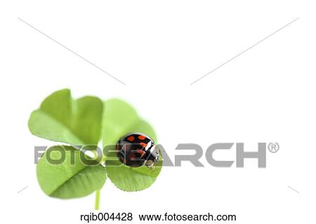 Ladybug and clover View Large Photo Image Stock Photo - Ladybug and clover. Fotosearch