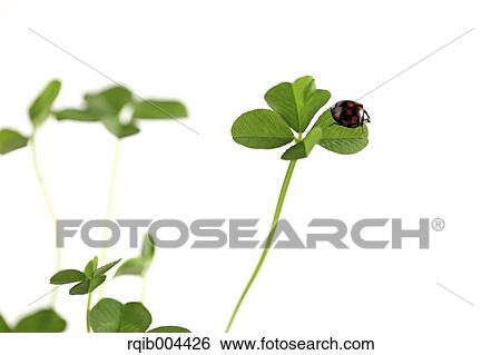 Ladybug and clover View Large Photo Image Stock Photograph - Ladybug and clover. Fotosearch