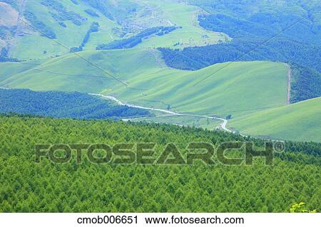 Larch forest, Nagano Prefecture View Large Photo Image Stock Image - Larch forest, Nagano Prefecture. Fotosearch