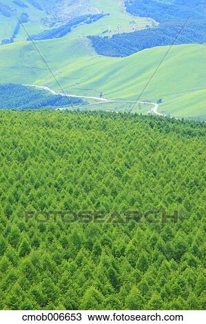 Larch forest, Nagano Prefecture View Large Photo Image Stock Image - Larch forest, Nagano Prefecture. Fotosearch