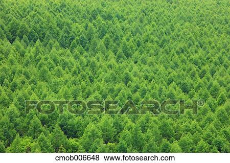 Larch forest, Nagano Prefecture View Large Photo Image Stock Photo - Larch forest, Nagano Prefecture. Fotosearch