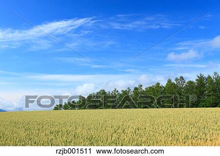 Larch forest, wheat field and sky, Hokkaido View Large Photo Image Stock Image - Larch forest, wheat field and sky, Hokkaido. Fotosearch