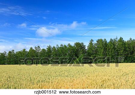 Stock Image - Larch forest, wheat field and sky, Hokkaido. Fotosearch