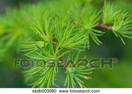 Larch leaves View Large Photo Image Stock Image - Larch leaves. Fotosearch