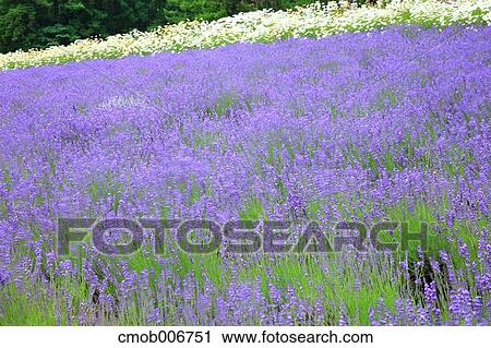 Lavender field, Hokkaido View Large Photo Image Stock Image - Lavender field, Hokkaido. Fotosearch