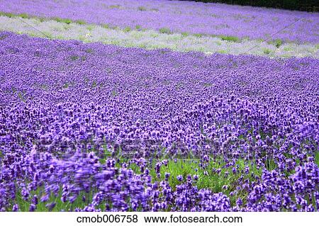 Lavender field, Hokkaido View Large Photo Image Stock Photo - Lavender field, Hokkaido. Fotosearch
