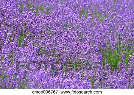 Lavender field, Hokkaido View Large Photo Image Stock Photo - Lavender field, Hokkaido. Fotosearch
